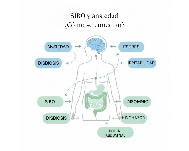 infografia sobre sibo y ansiedad y como se conectan